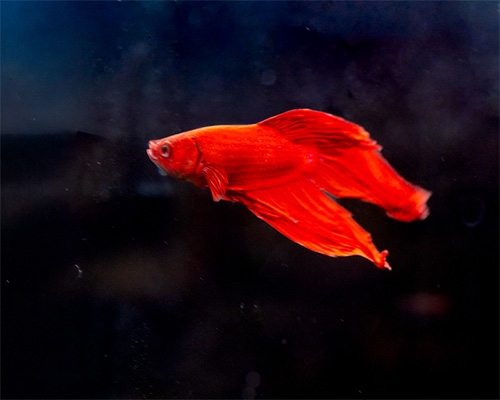 Poisson combattant Betta splendens rouge aux nageoires fluides, mis en valeur pour un aquarium idéal.